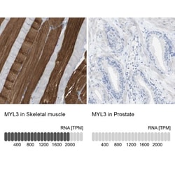 Myosin light chain 3 Antibody, Novus Biologicals:Antibodies:Primary Antibodies